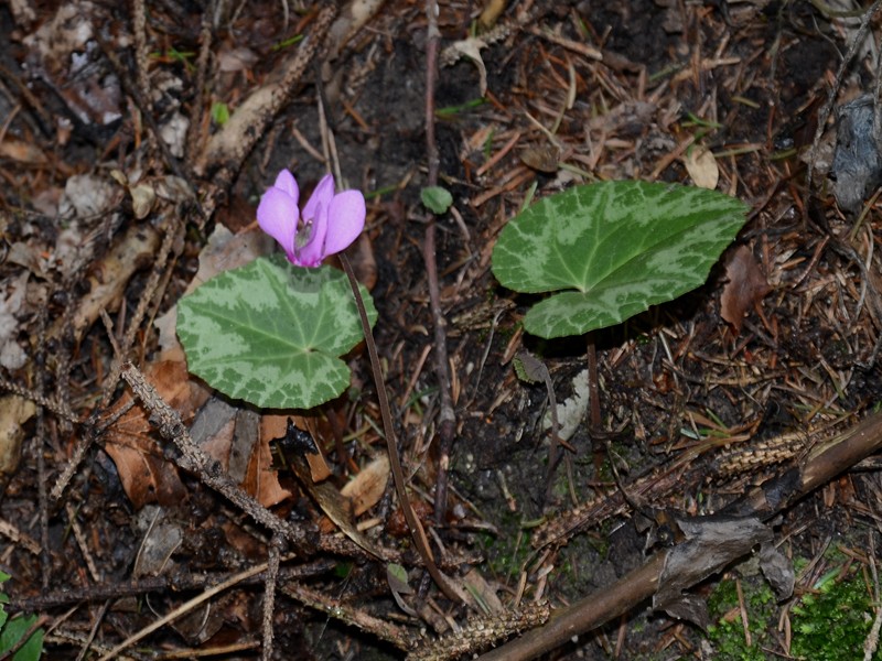 Cyclamen purpurascens